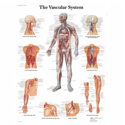 Faliposzter - vérkeringés