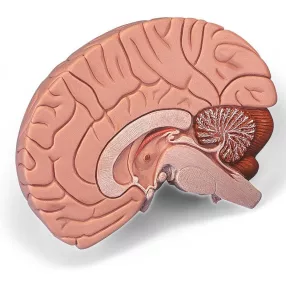 Agy modell 2 részes