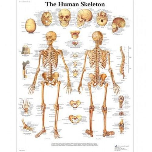 aliposzter - emberi csontváz 50 x 67 cm
