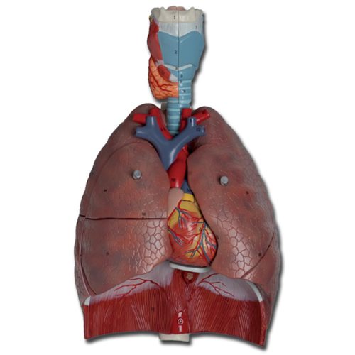 Légzőrendszer oktatási modell 7 részes