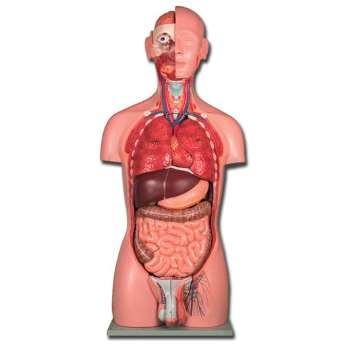 Emberi KÉTNEMŰ torzó - törzs oktató modell - 25 részes